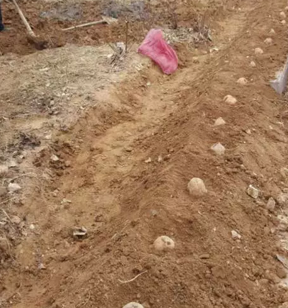 鋼模板廠家播下希望，收獲果實